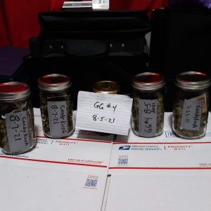 3 plants in jars curing.jpg