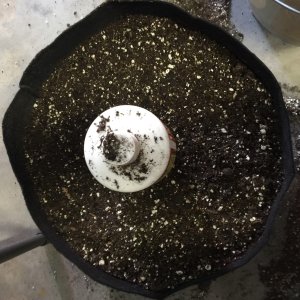 Step Four fill to within two inches of top of pot with 50% regular potting mix and 50% Sohum.jpg