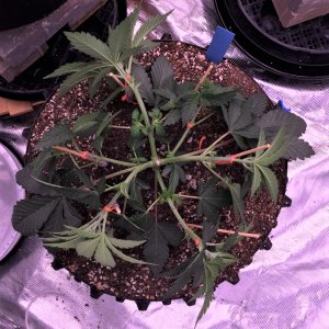 Slurricane top shot post first LST session August 14.jpg