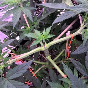 Chunkadelic August 16 center bonus bud post final LST session .jpg