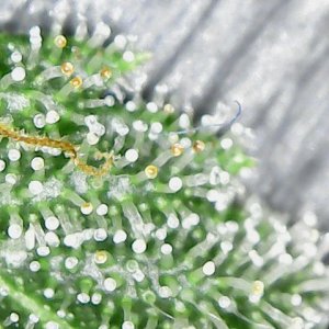 12-420                    SFV Trichs            8-17-21.jpg