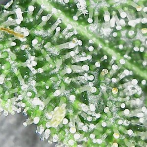 12-421                      SFV Trichs             8-17-21.jpg