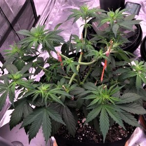 Chunky post defoliation top shot August 17.jpg