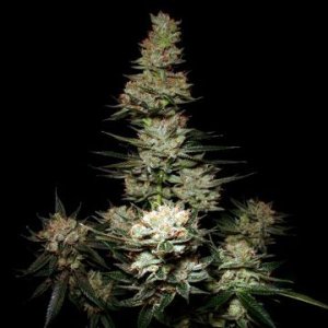 bushmans-ape-origin-hanfsamen-sativa-indoor-outdoor.jpg