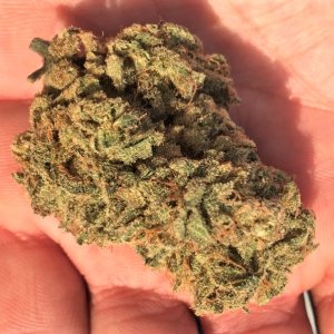 Sour Apple final trimmed bud in natural sunlight.jpg