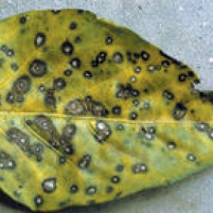 220px-'Cercospora_capsici.jpg