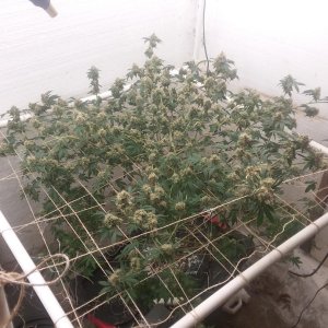 preharvest.jpg