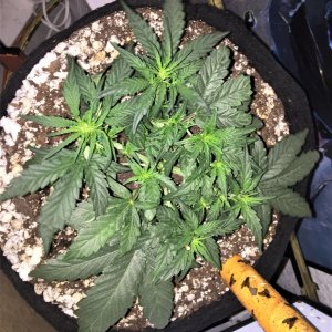 Sour Apple August 24 Day 32 Auto Rig.jpg