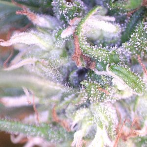 Trichs-01.jpg