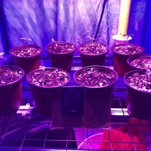 Seedlings-2weeks.jpg