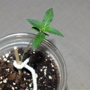 THC Bomb 9-7-21 Day1.JPG