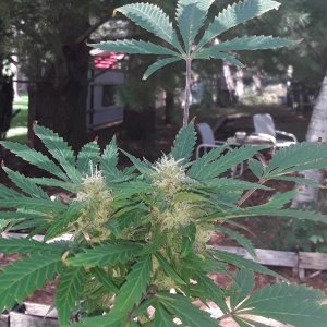 Seed_8-bud-900.jpg