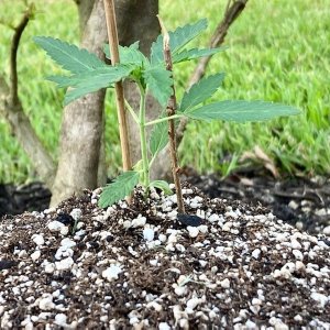 Sour Apple Spent Soil Before from the Side.jpg