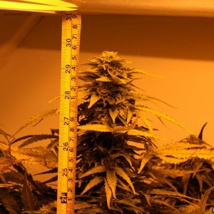 easyryder grow started from seed on 10-01-10.  day 53 from seed