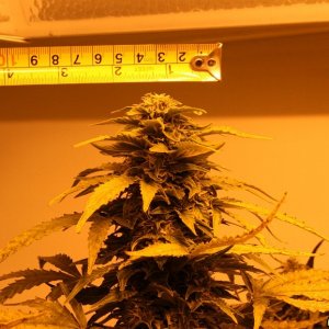 easyryder grow started from seed on 10-01-10.  day 53 from seed