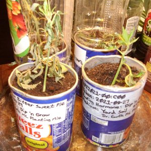 Surviving Cuttings-1.JPG