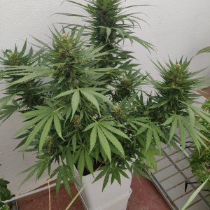 SBR - Flower week 6 - 4.jpg