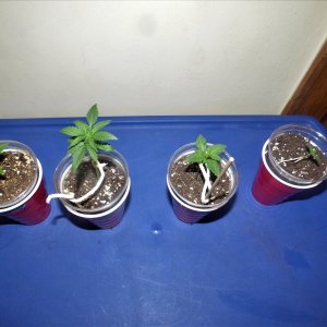 Freebies + 1 grow 9-11-21 Day5.JPG