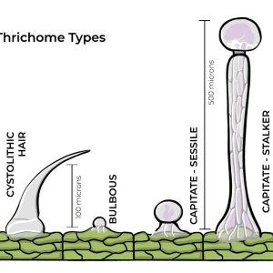 trichs-01.jpg