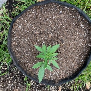 Sour Apple Bagseed Outdoors in Spent Soil Top Shot.jpg