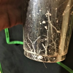 THC Bomb root day7.jpg