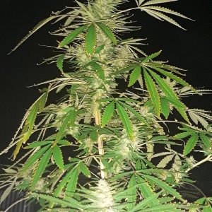 Seed-8 top cola.jpg