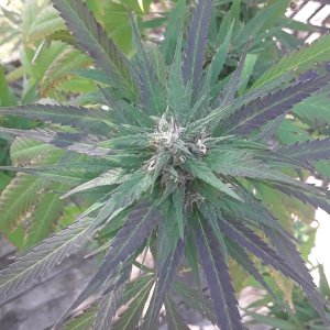 Seed-4_MidFlower PurpleBranchCola.jpg