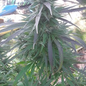 Seed-4_MidFlower PurpleMainCola.jpg