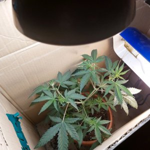 weed plant 3.jpg