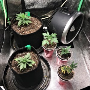 Freebie + 1 Grow Day11.jpg