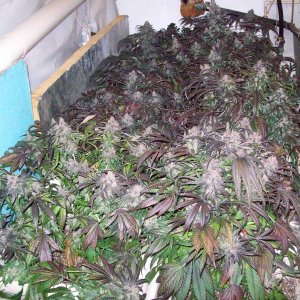 BLACK AFGHANI UTILITY ROOM HARVEST 002.JPG