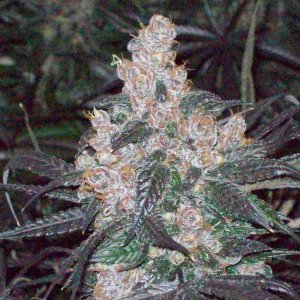 BLACK AFGHANI UTILITY ROOM HARVEST 005.JPG