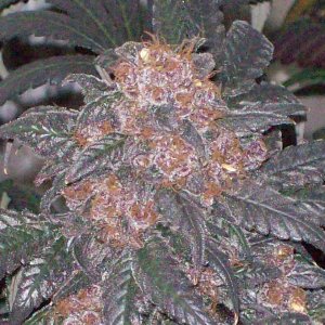 BLACK AFGHANI UTILITY ROOM HARVEST 006.JPG