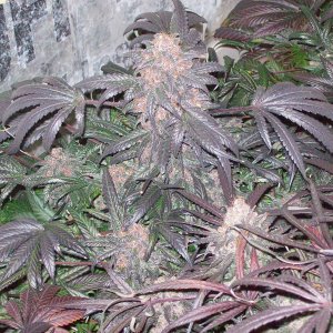 BLACK AFGHANI UTILITY ROOM HARVEST 015.JPG