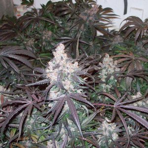 BLACK AFGHANI UTILITY ROOM HARVEST 025.JPG