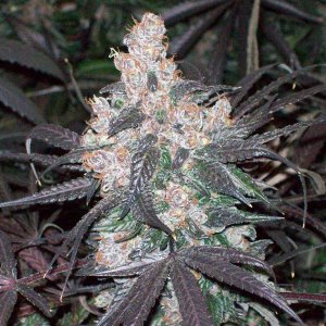 BLACK AFGHANI UTILITY ROOM HARVEST 027.JPG