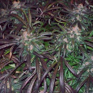 BLACK AFGHANI UTILITY ROOM HARVEST 030.JPG