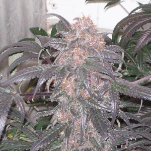 BLACK AFGHANI UTILITY ROOM HARVEST 043.JPG