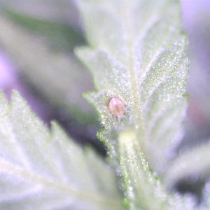 mite-aphid-01.jpg