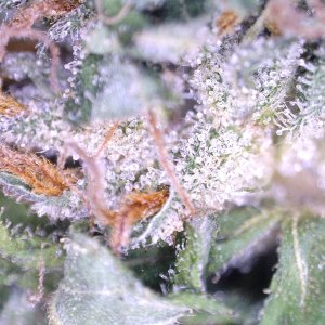 kush-04 Dry trichomes-03.jpg