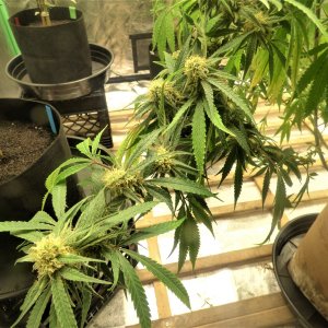 CB clone buds 9-23-21.JPG