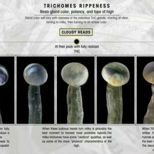 Trichomes-01.jpg