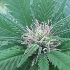 Buds Turning Purple.jpg