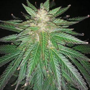 Seed_5 Top Cola-02.jpg