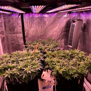 Day One Stretch Grow Day 71 Front perspective.jpg