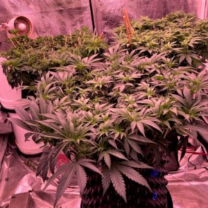 Day One Stretch Grow Day 71 Back perspective.jpg