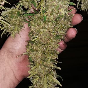 Seed 2 Main Trim Cola.jpg