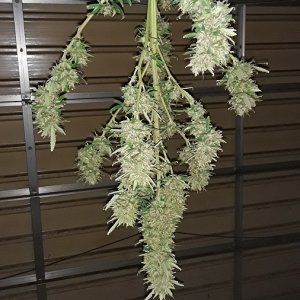 Seed 2 Main Trim Cola-full.jpg