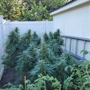 PA buddy's backyard grow.jpg