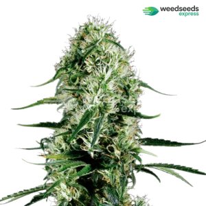 ghost-train-haze-feminized-plant.jpg